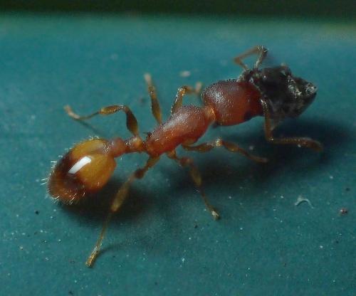 Temnothorax unifasciatus